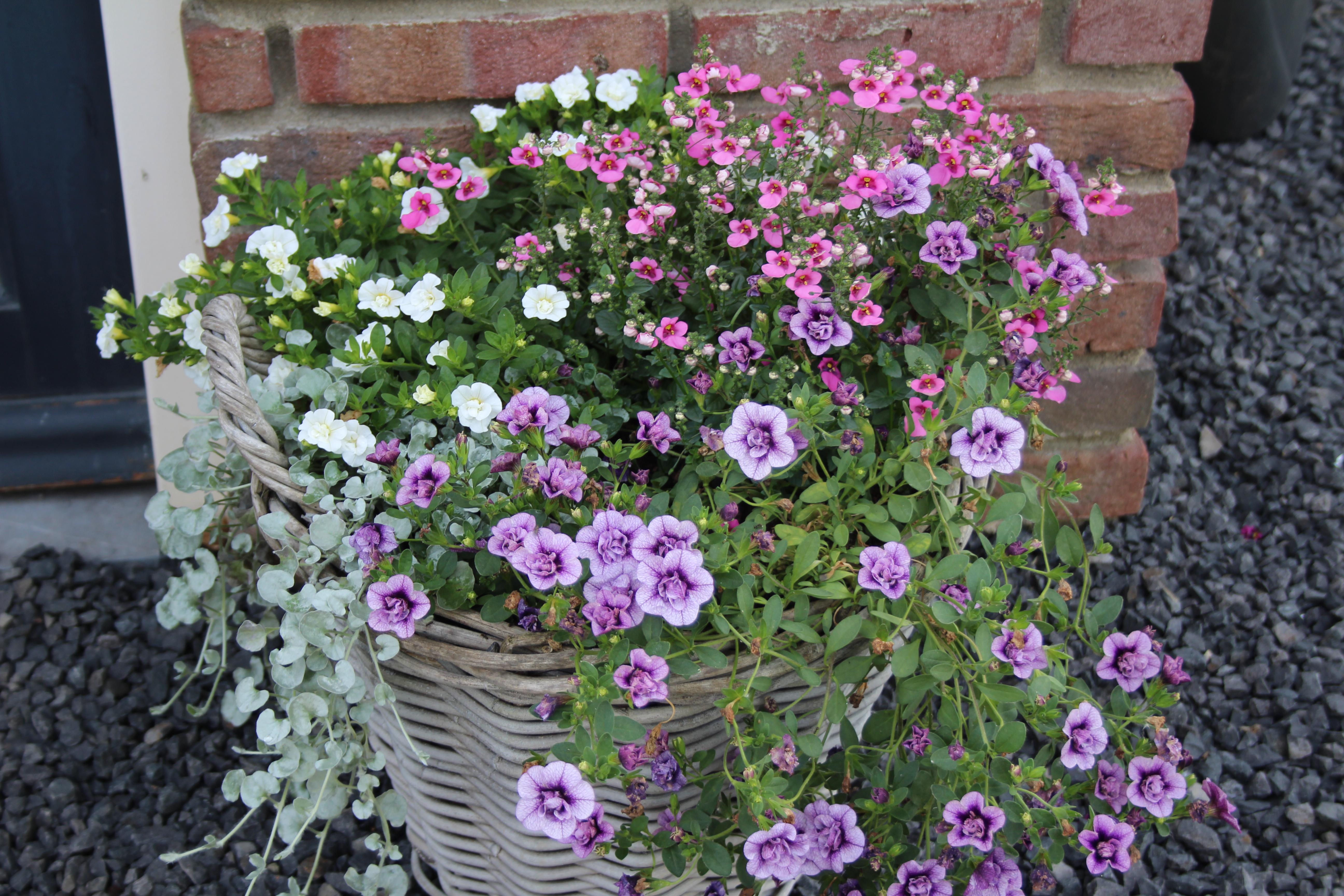bloemen.JPG