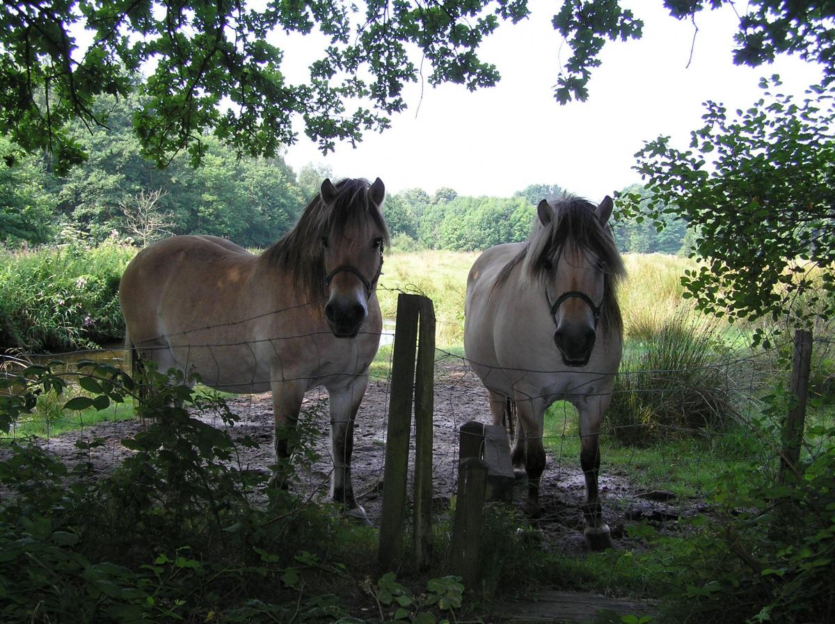 Omgeving_Swalmen_door_Jan_Luijten.JPG